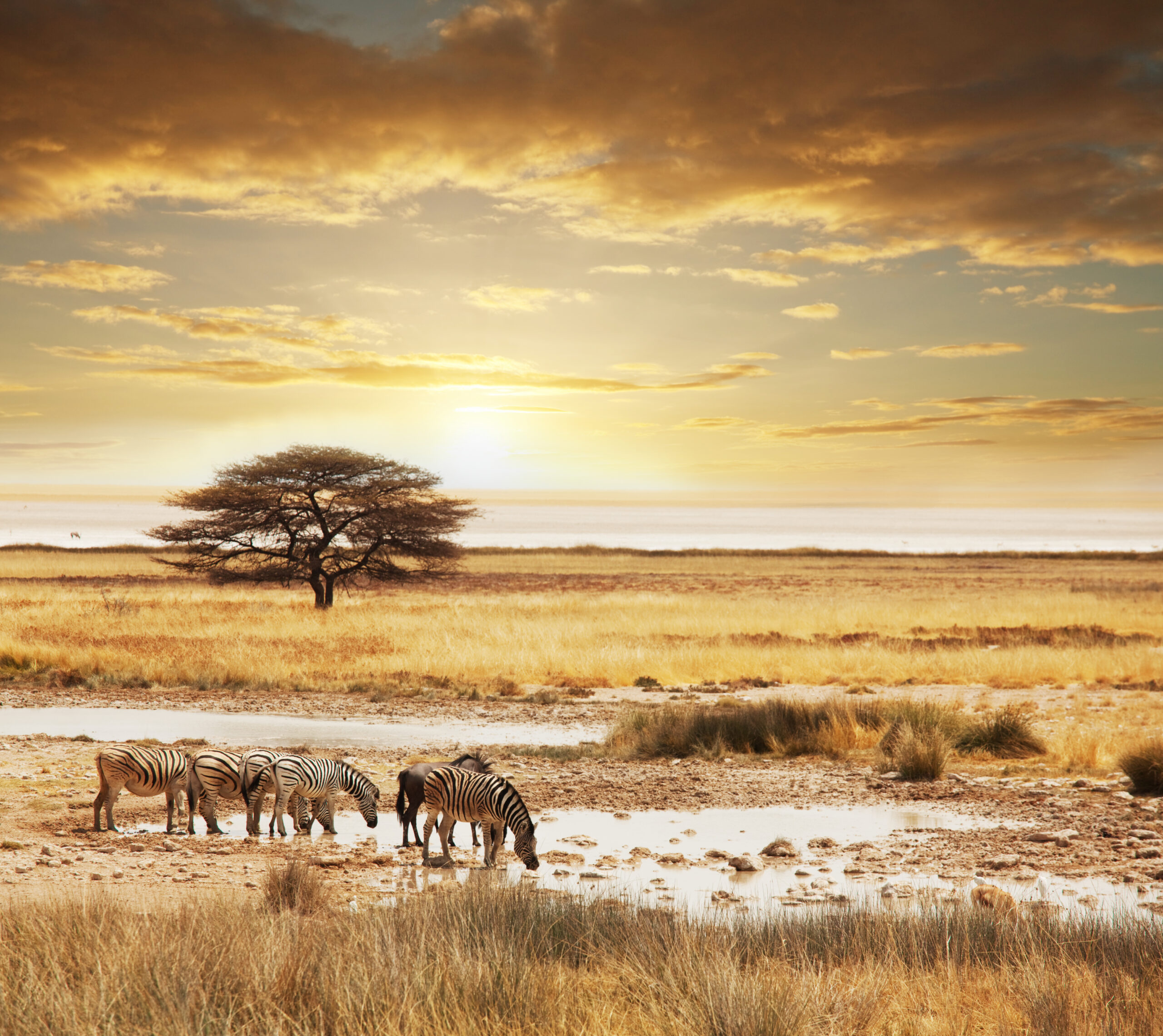 Luxury Tanzania Safari Tours & Adventures — Wander Africa
